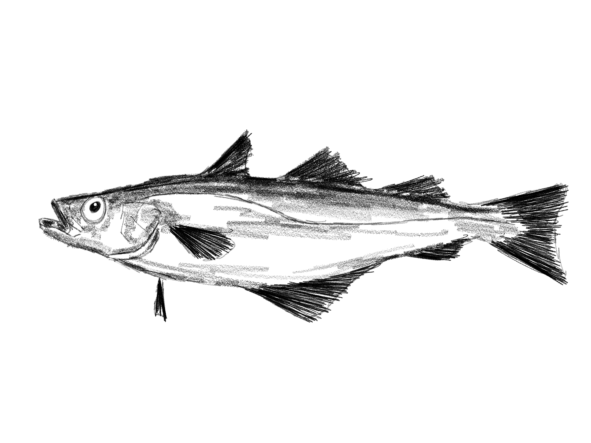 Illustration of a pollack