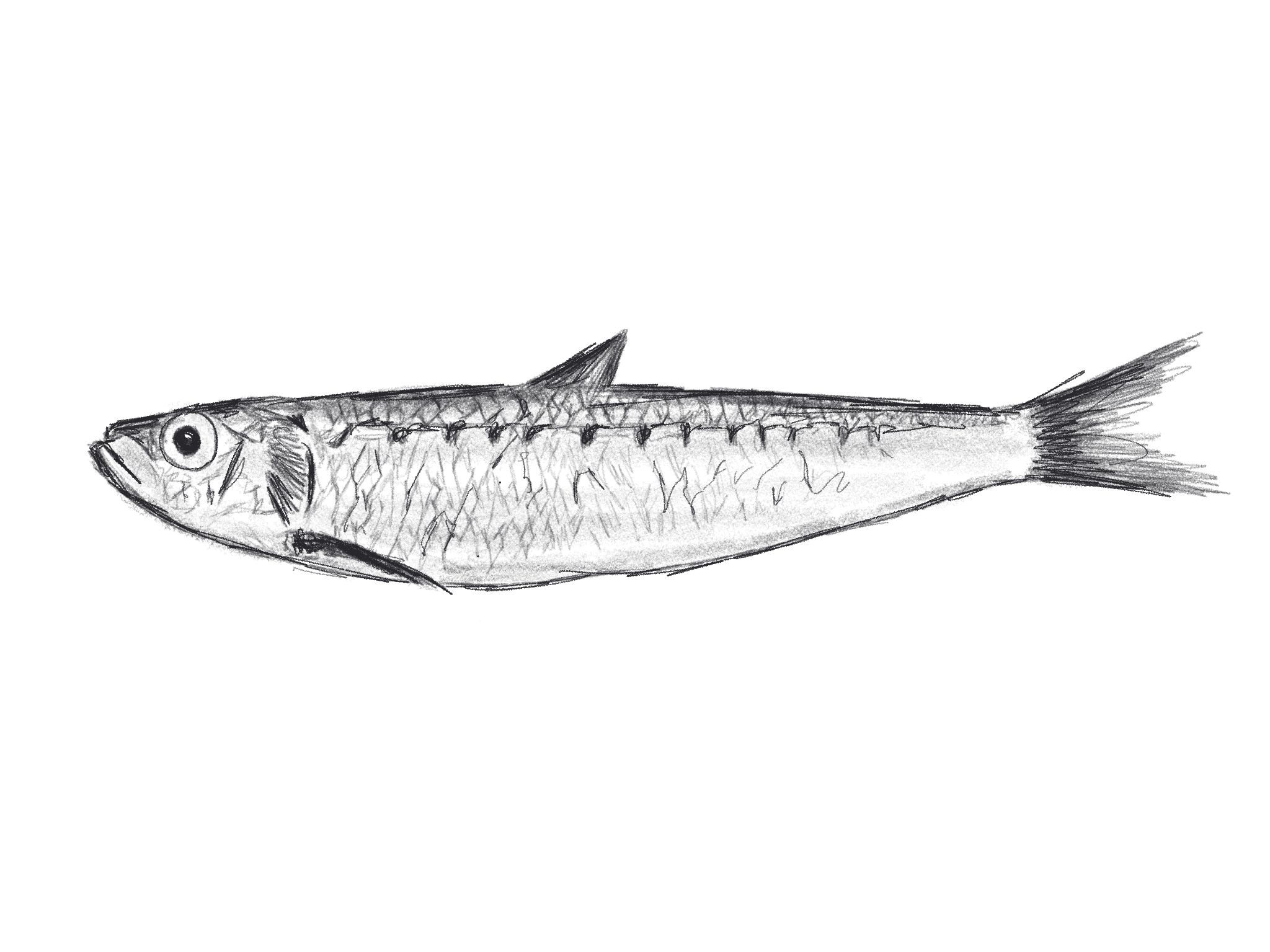 Illustration of a sardine