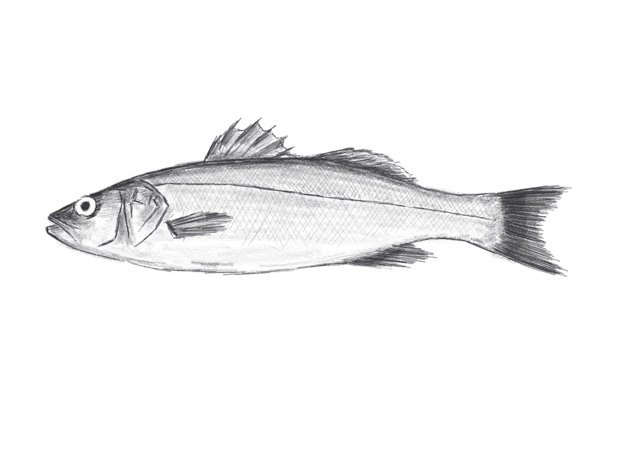 Illustration of a sea bass