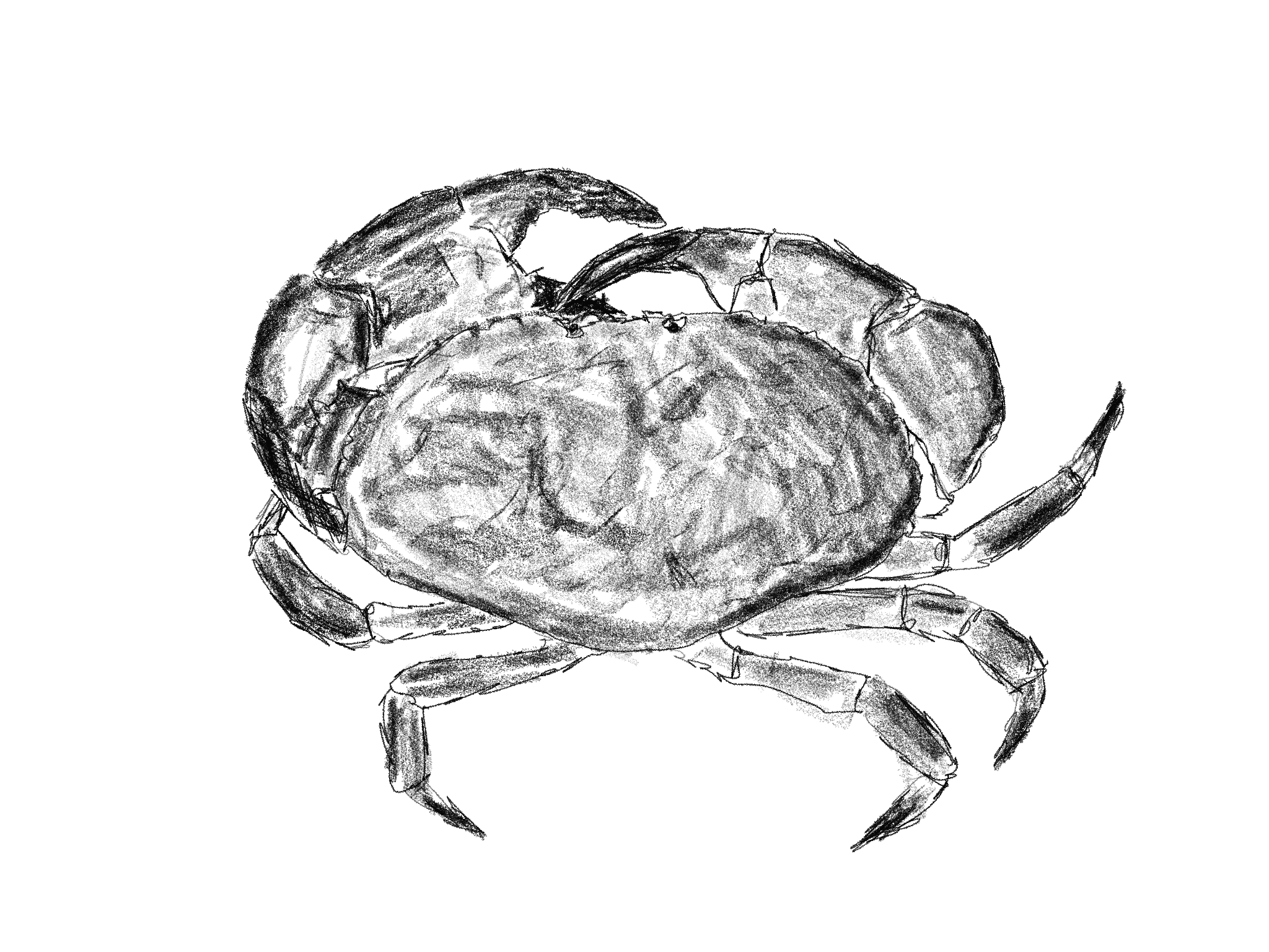 Illustration of a Cornish crab