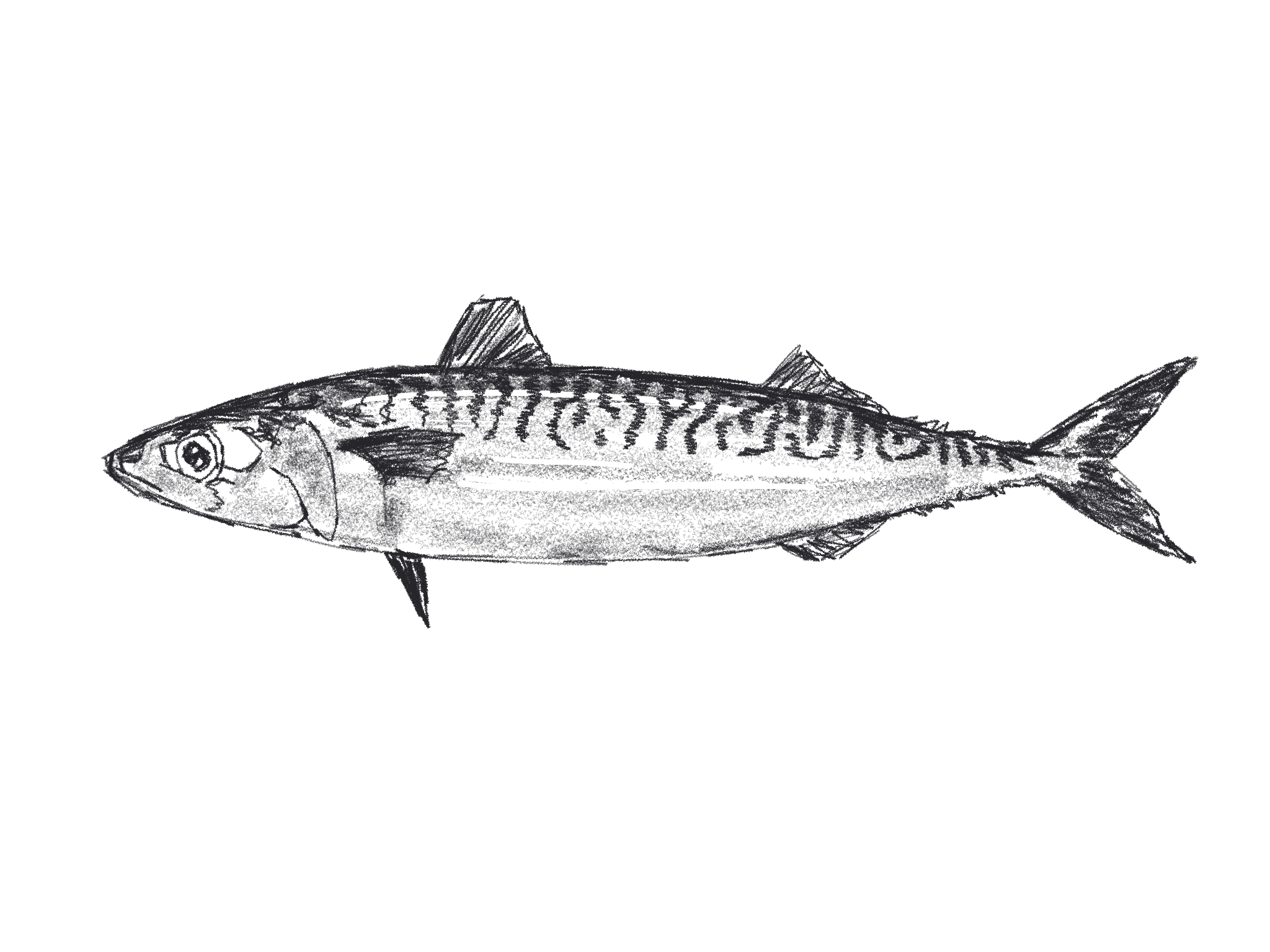 Illustration of a mackerel