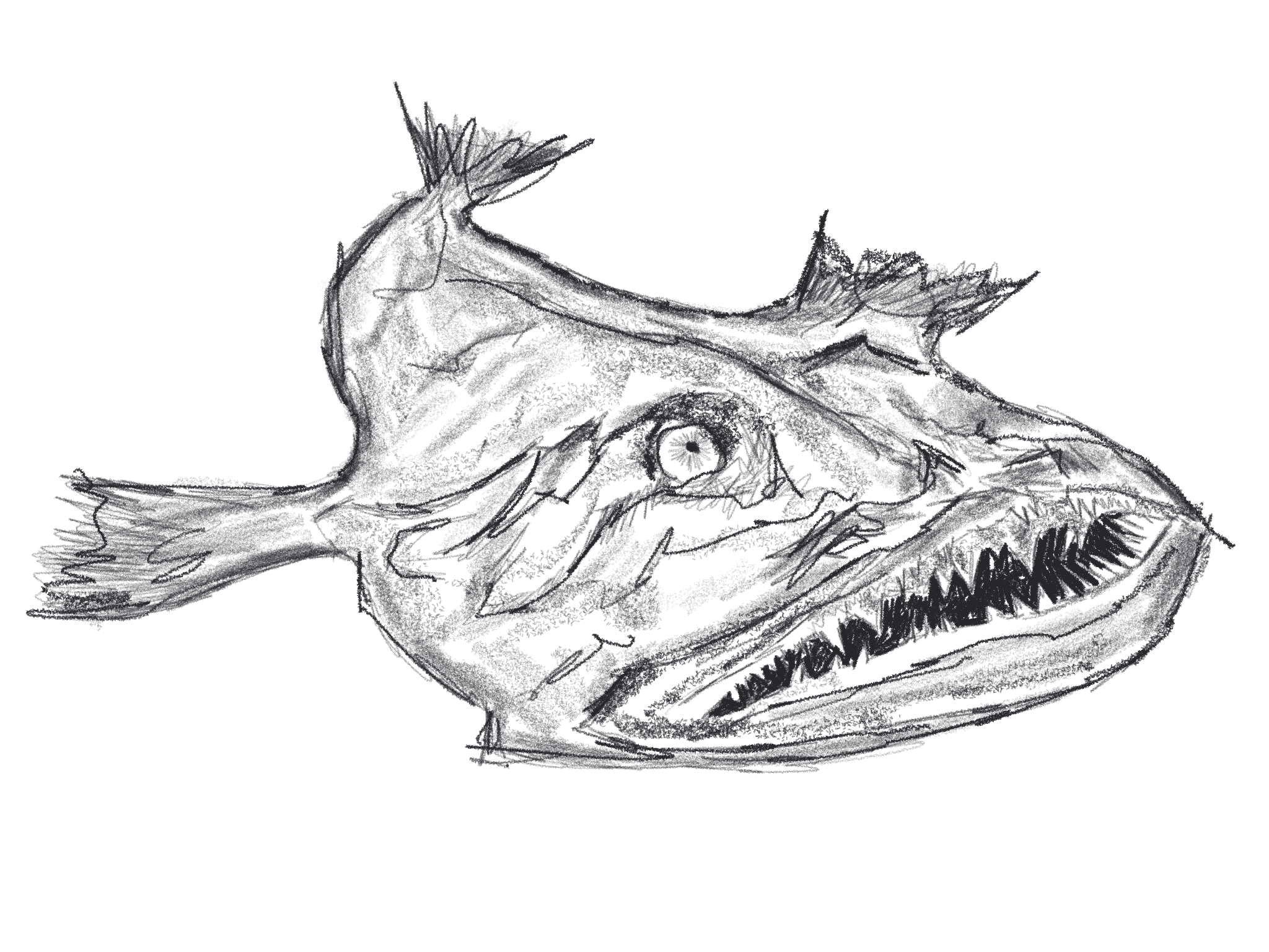 Illustration of a monkfish
