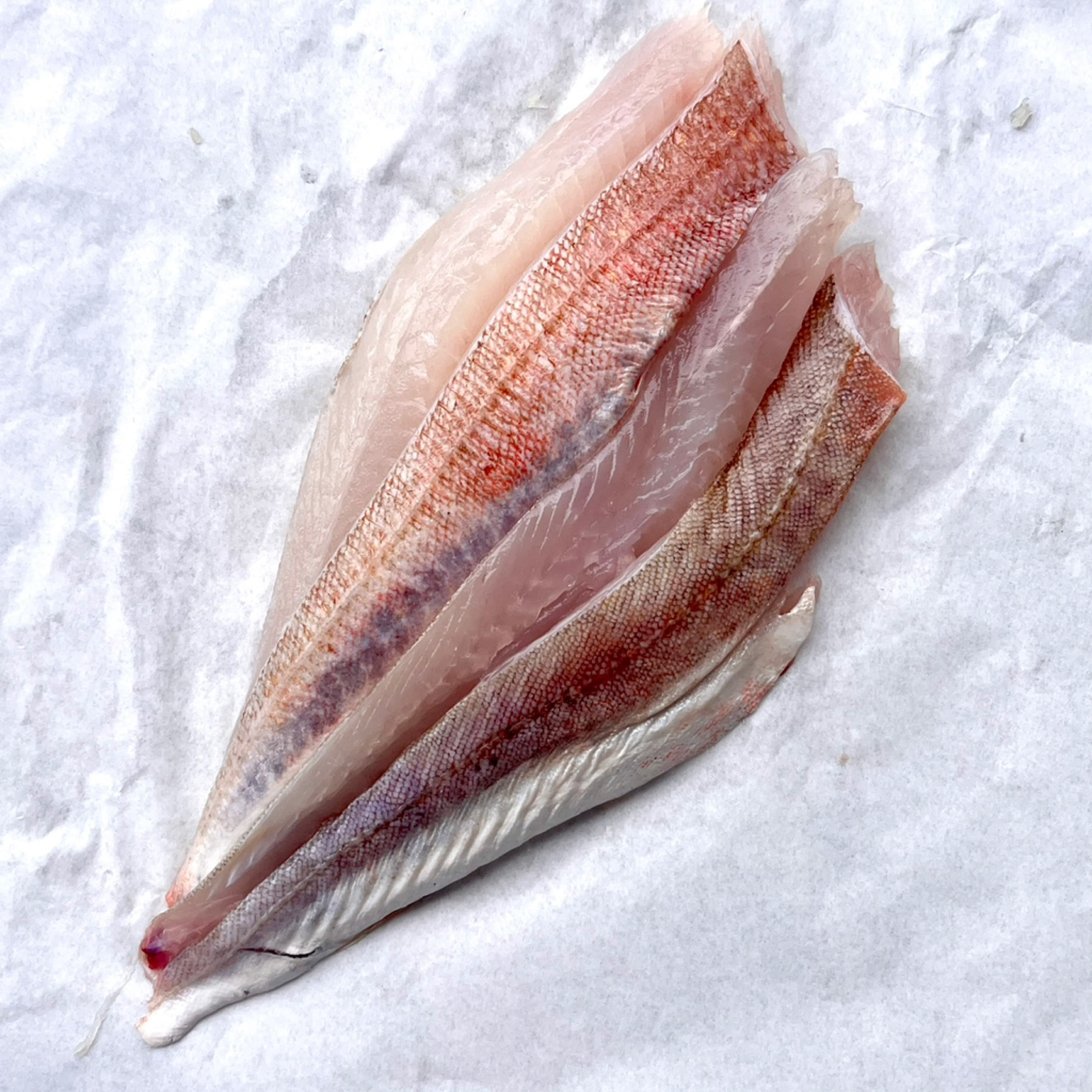 Gurnard (tub, grey, streaked or red)