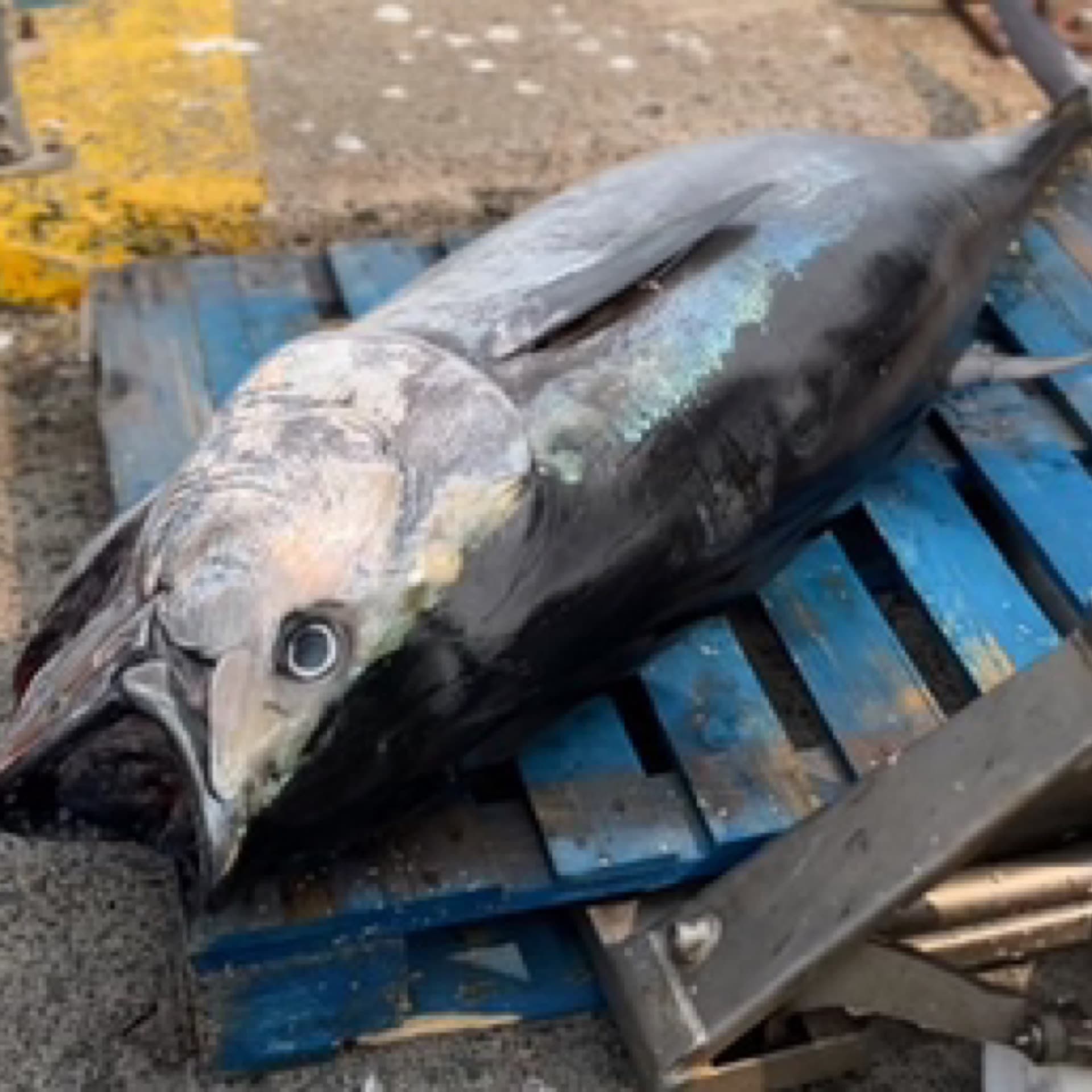 Cornish Bluefin Tuna