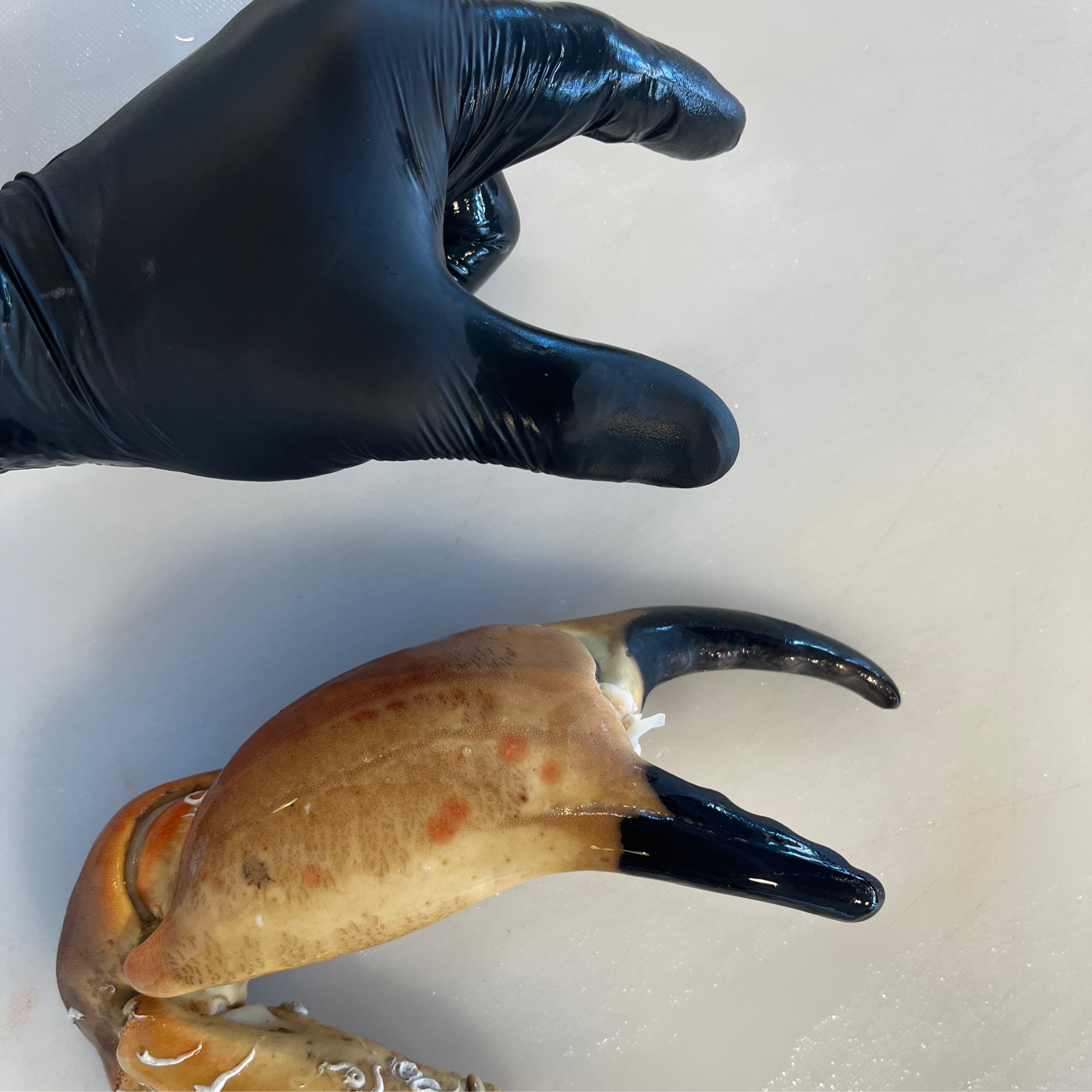 Edible Crab Claws