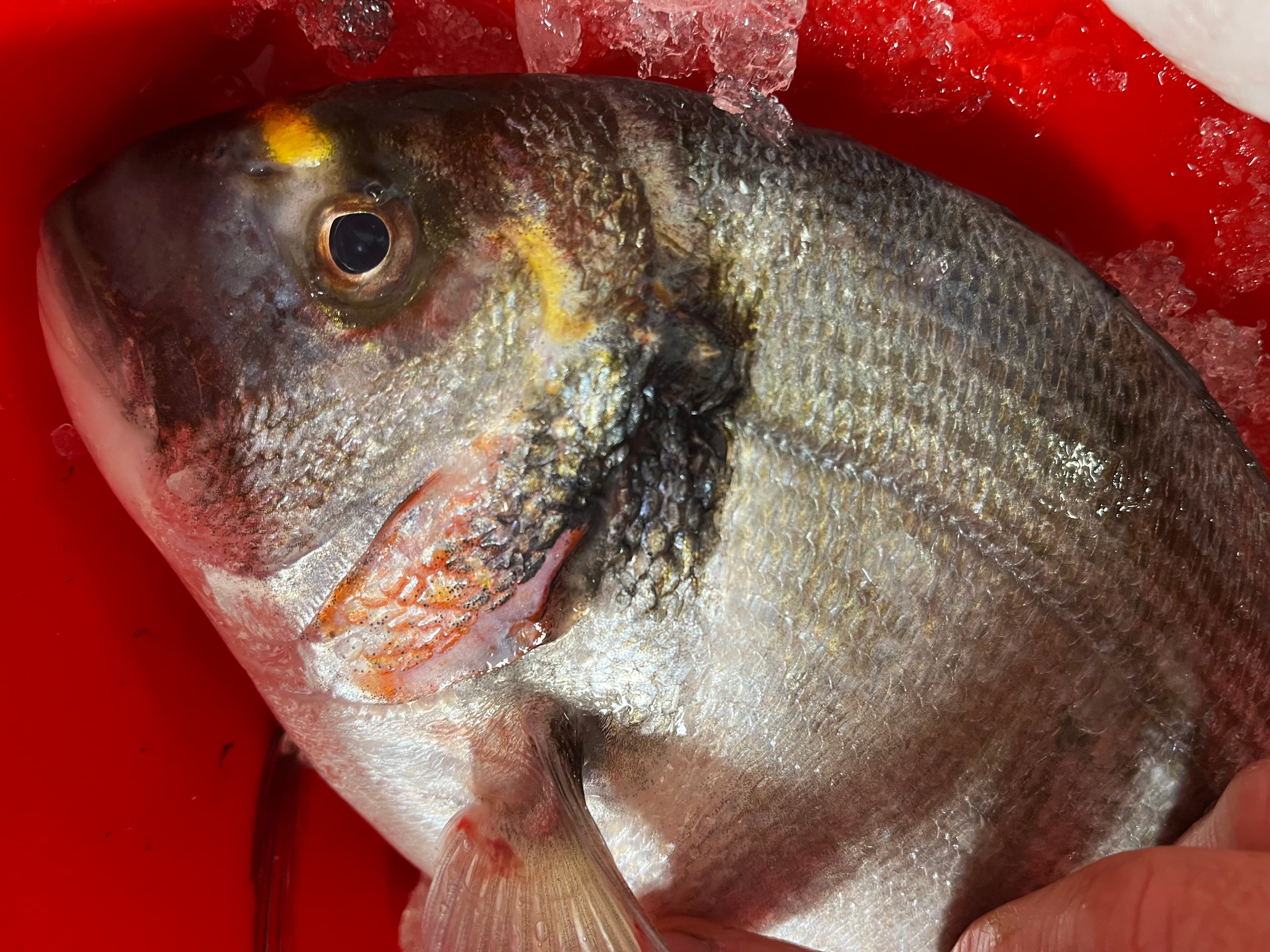 Wild Gilthead bream