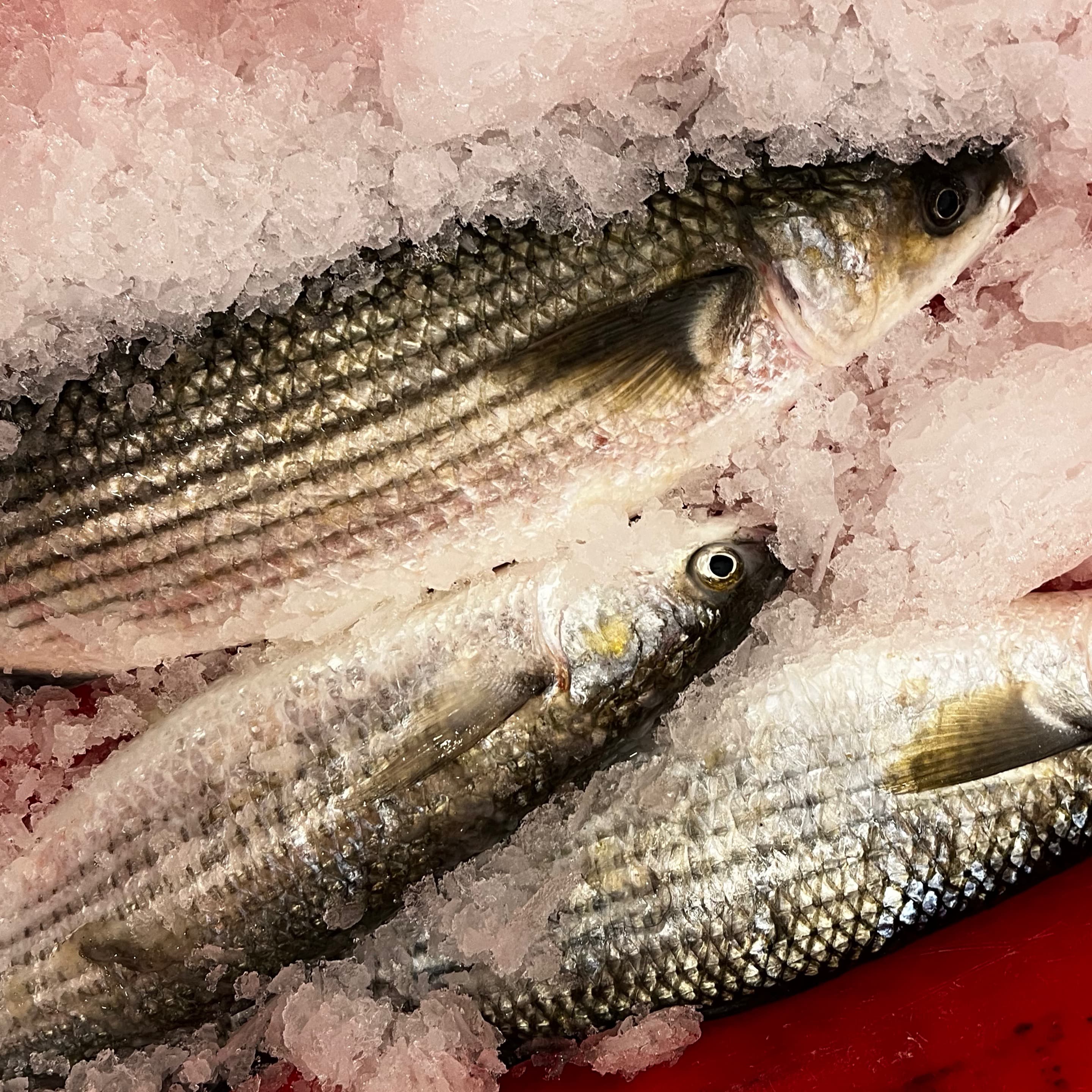 Grey mullet