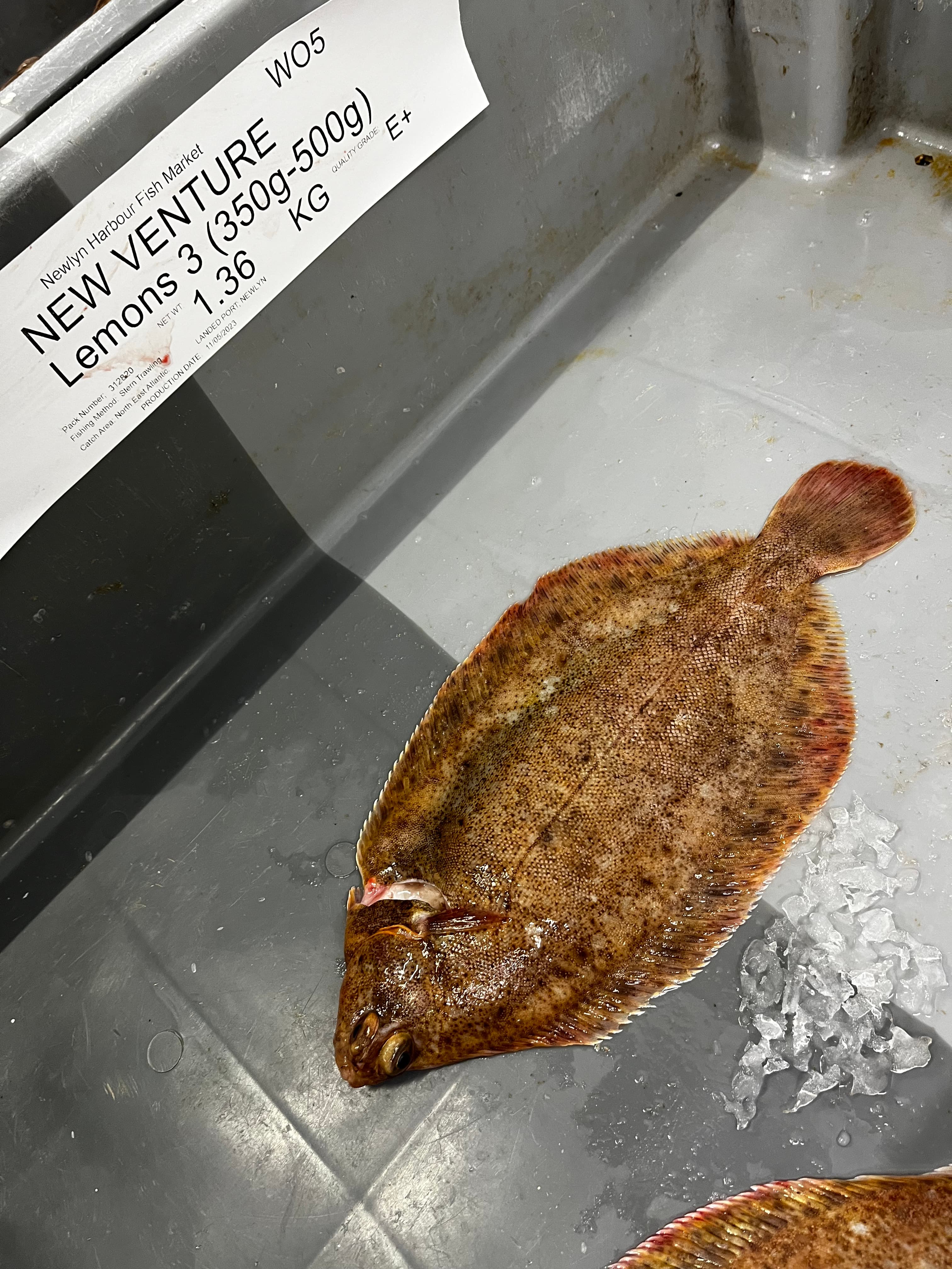 Lemon sole