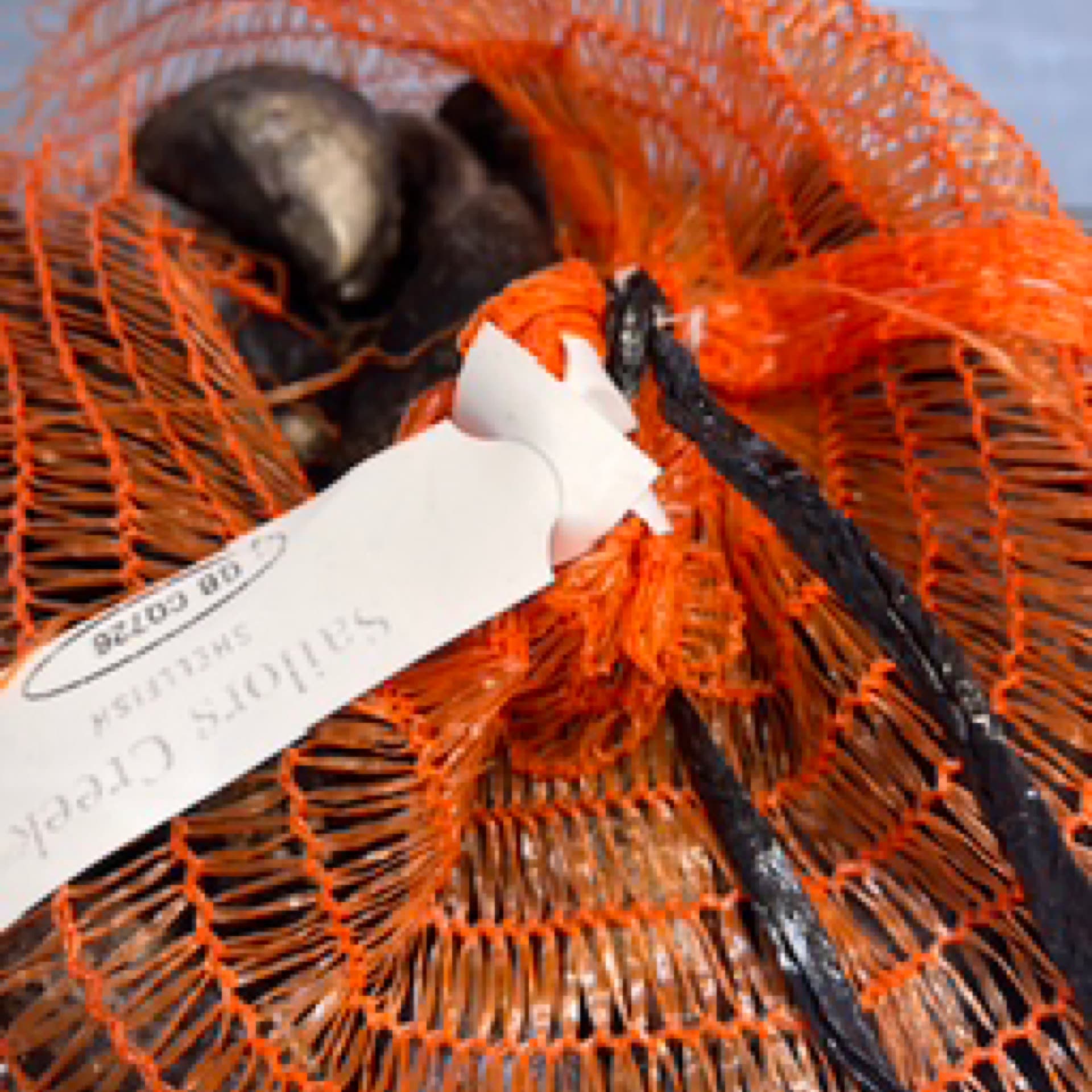 Mussels