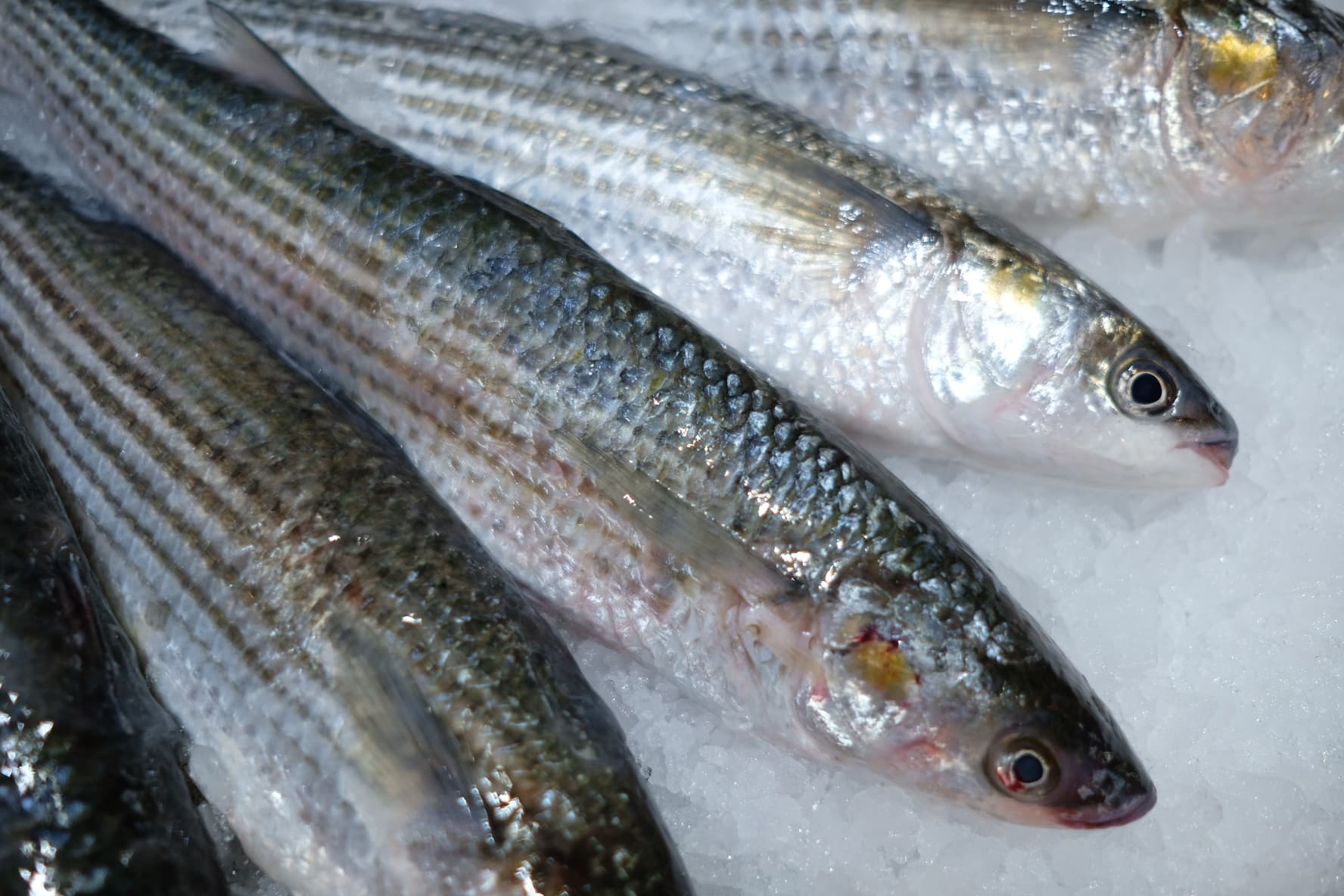 Grey mullet