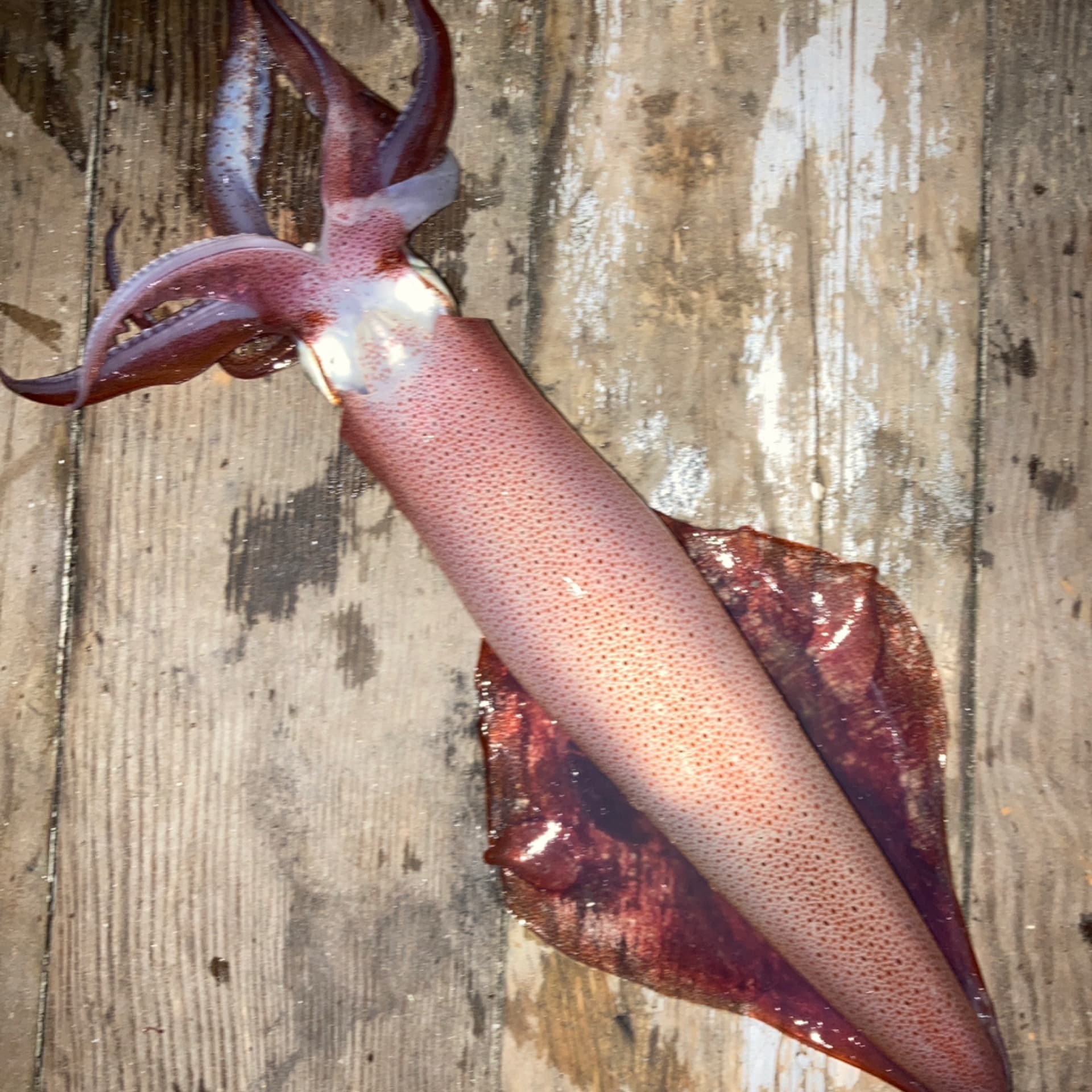 Squid (European)