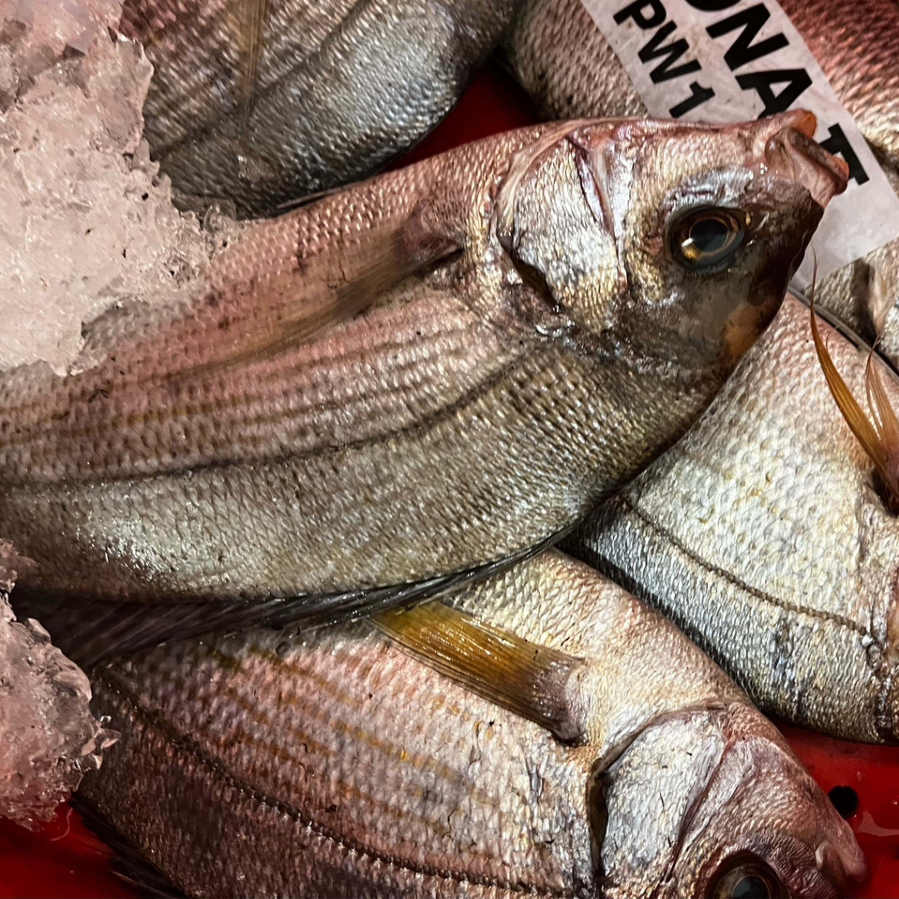 Black bream