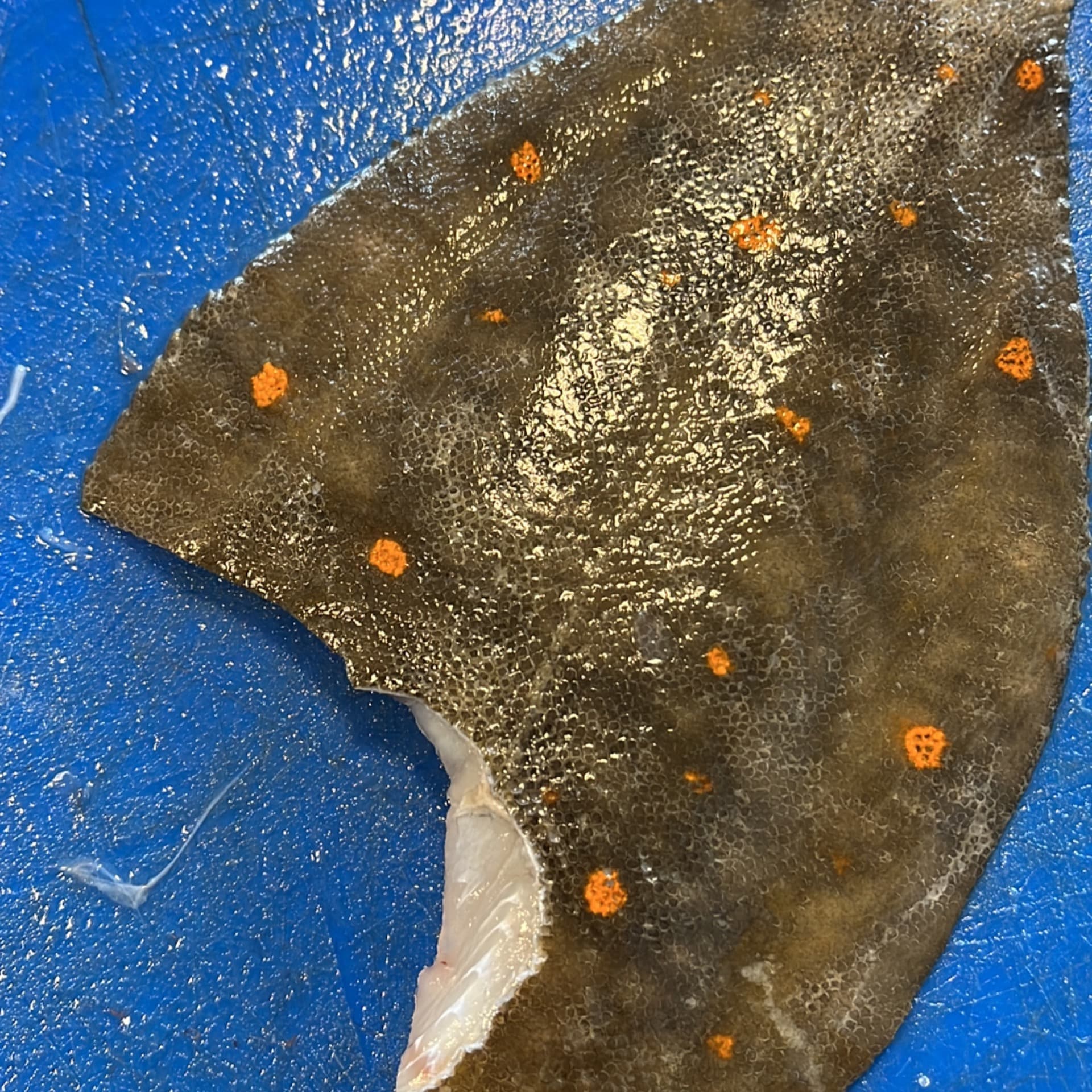 Plaice