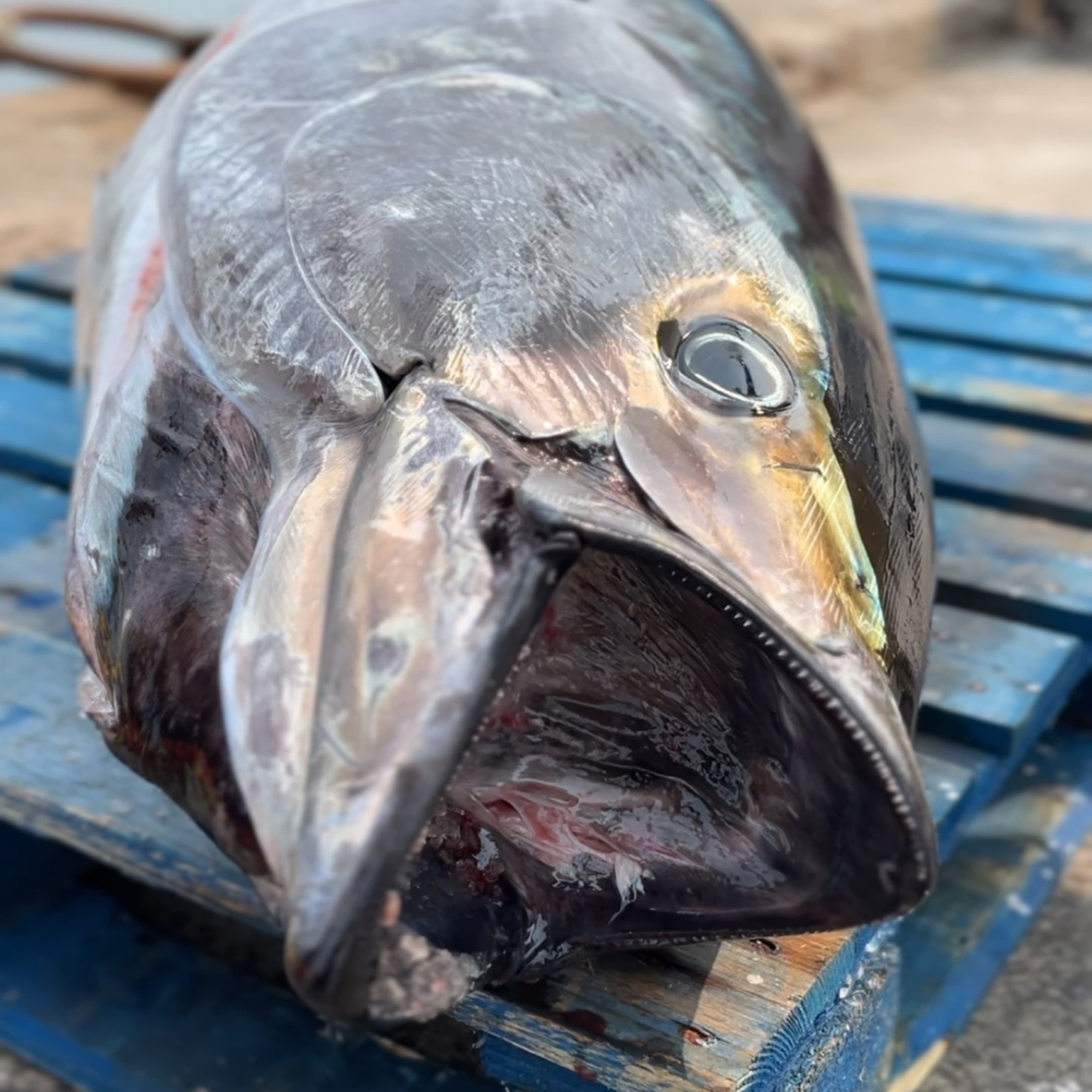 Cornish Bluefin Tuna