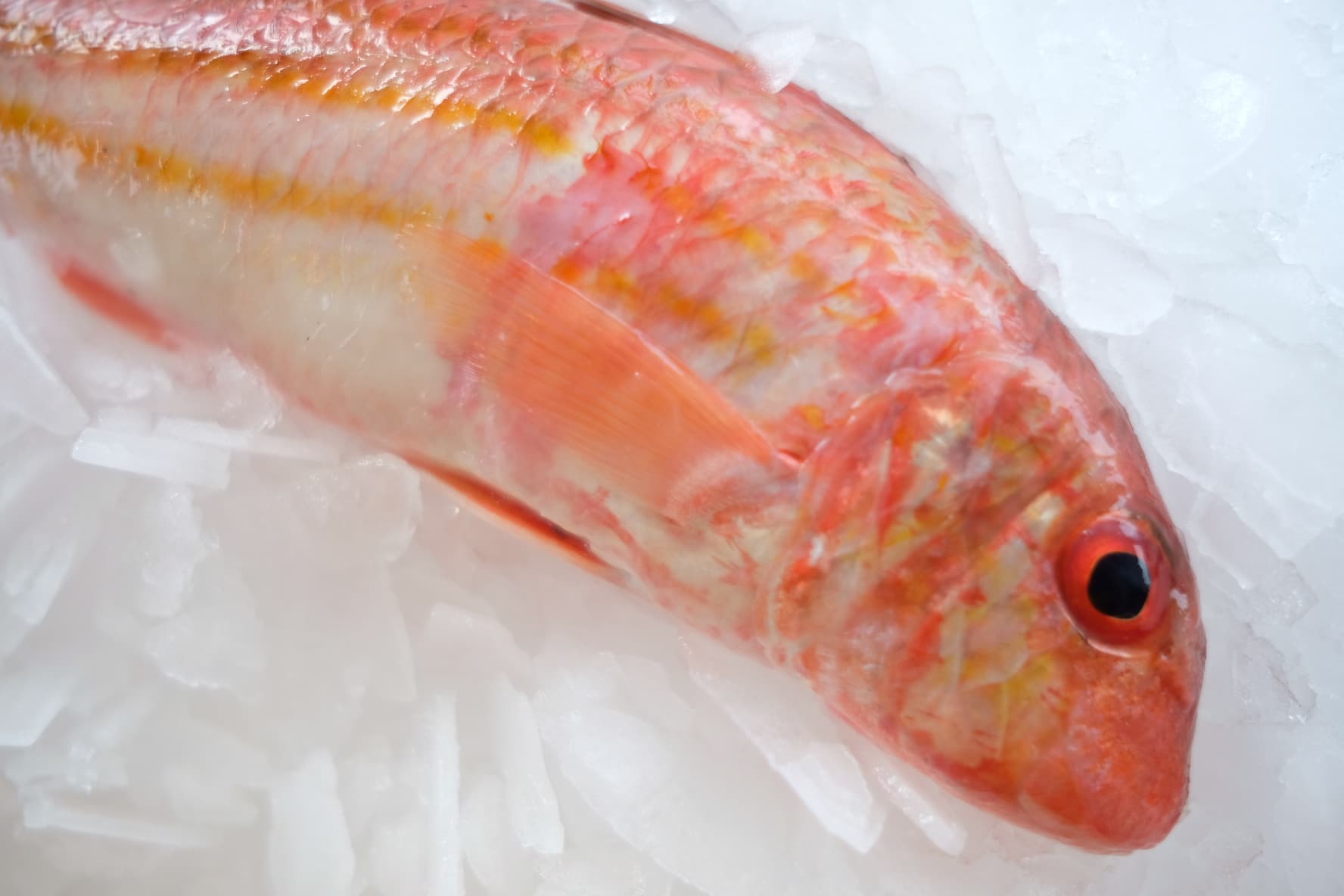 Red mullet