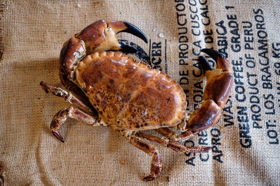 Edible Crab