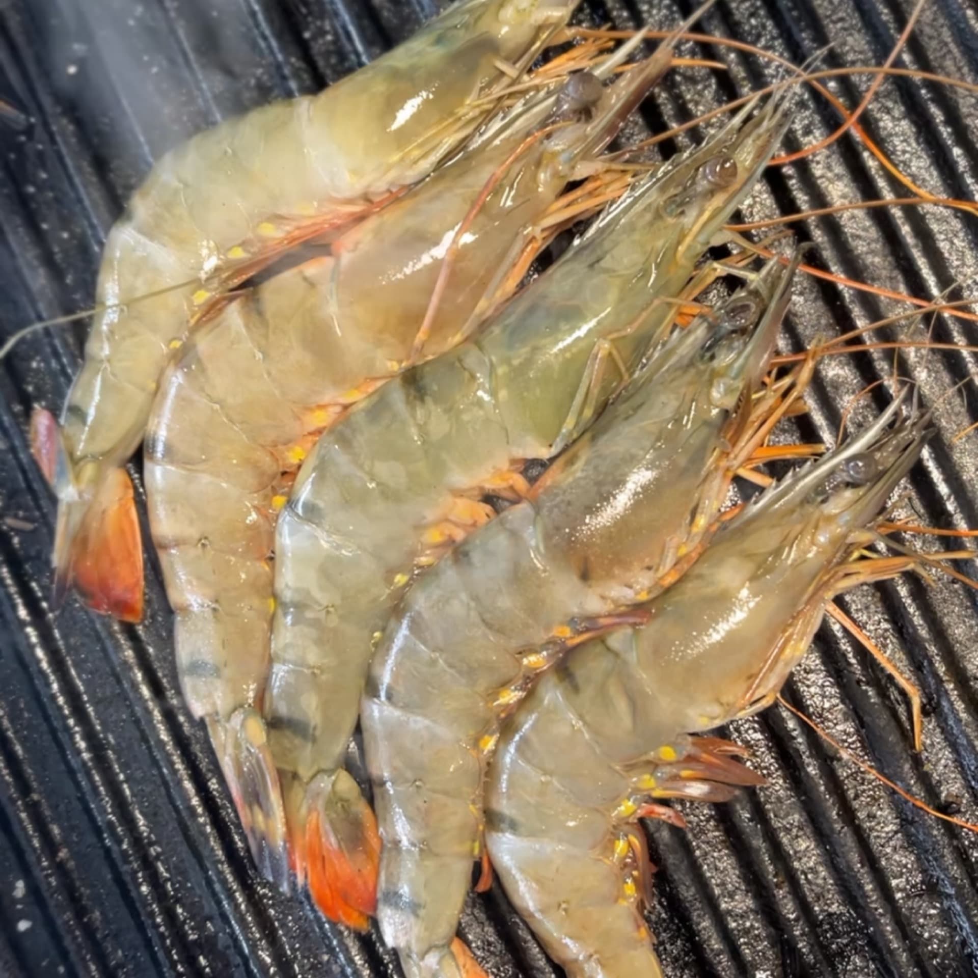 Tiger prawns head on
