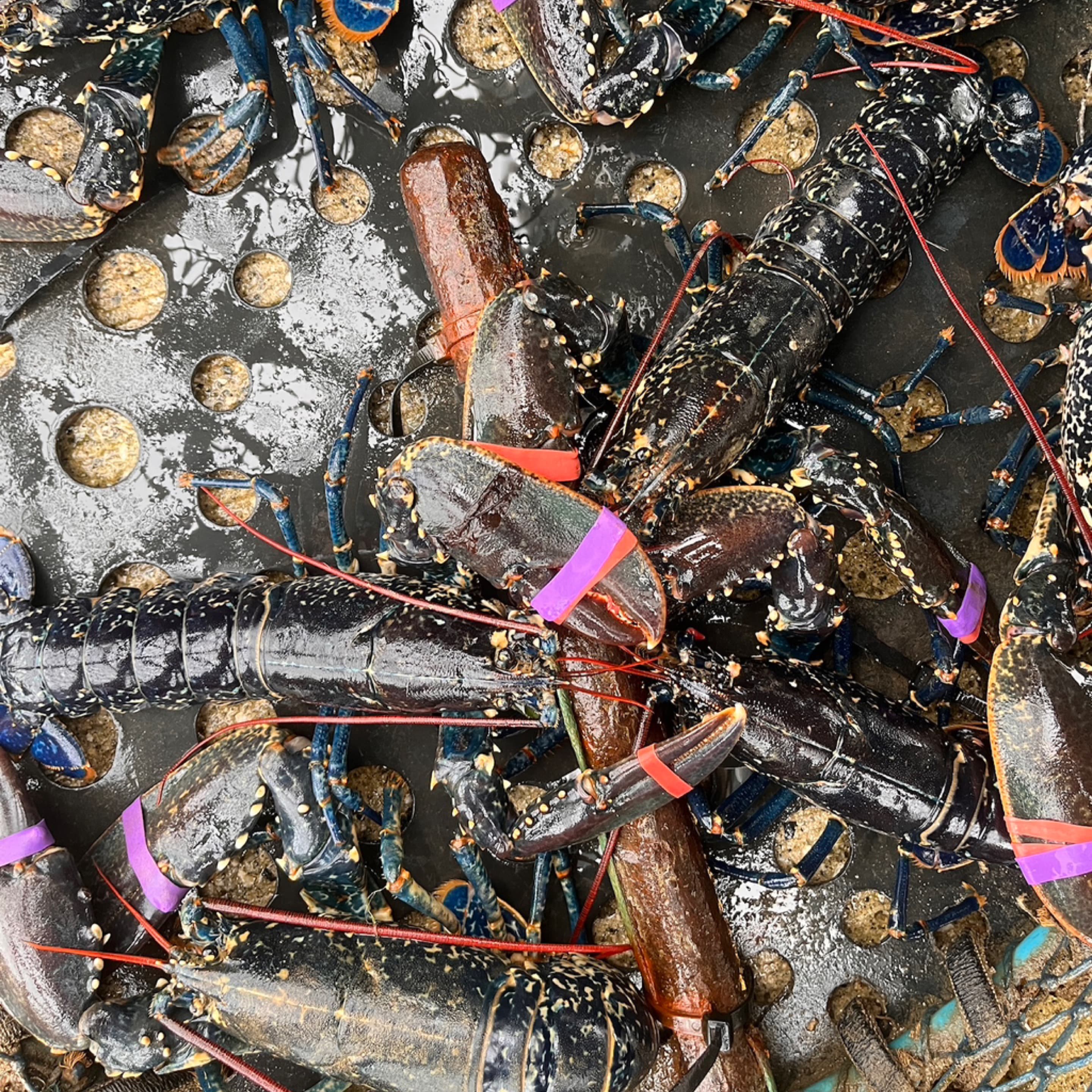 Lobster